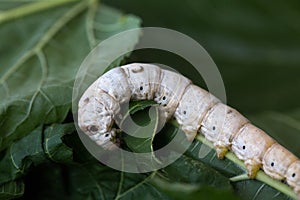 A Silkworm eating mulberry green leaf