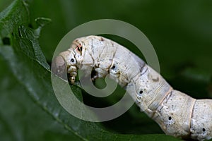 Silkworm eating mulberry green leaf