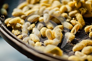 Silkworm eggs on woven basket