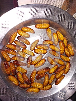 Silkworm found Assam, India