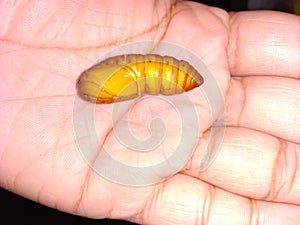 Silkworm found Assam, India