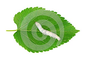 Silkworm on fresh green mulberry leaf isolated on white background