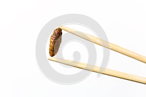 Silkworm fried with soy sauce between Chinese chopsticks.