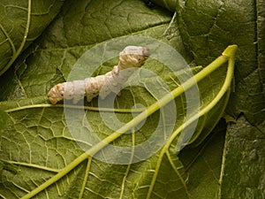 Silkworm on green leaves