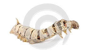 Silkworm larvae, Bombyx mori photo