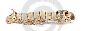 Silkworm larvae, Bombyx mori