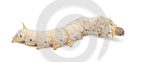Silkworm larvae, Bombyx mori photo