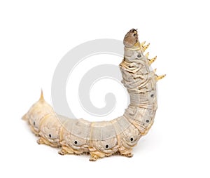 Silkworm larvae, Bombyx mori photo