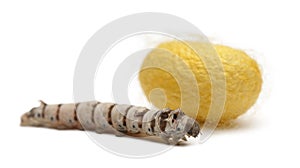 Silkworm larvae and cocoon, Bombyx mori