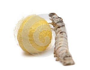 Silkworm larvae and cocoon, Bombyx mori