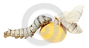 Silkworm Life cycle photo