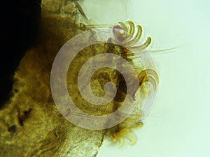 Silkworm Moth Larvae 400x Bottom hooks and hair