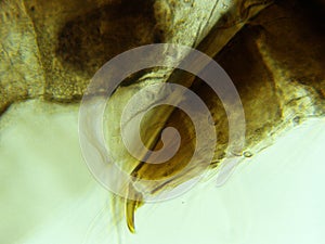 Silkworm Moth Larvae 400x Leg View