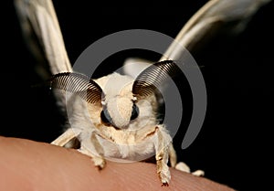 Silkworm moth on top of a finger photo