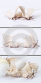 Silkworm moths mating photo