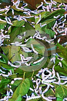 Silkworm on mulberry leaves