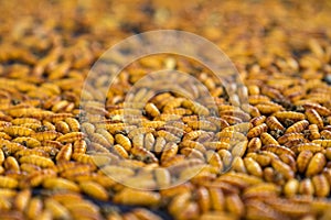 Silkworm pupa before becoming butterfly. Silk production cycle