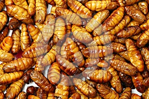 Silkworm, pupa fried is natural food,high protein