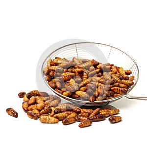 Silkworm, pupa fried is natural food,high protein