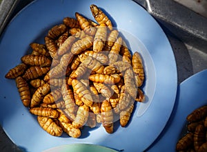 Silkworm pupae boiled
