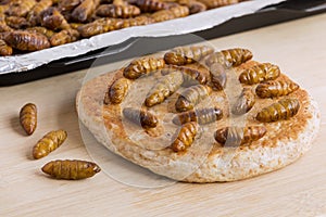 Silkworm Pupae Bombyx Mori. Food insects for eating as food. Bakery baked bread made of cooked insect meat with baking tray on