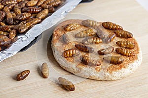 Silkworm Pupae Bombyx Mori. Food insects for eating as food. Bakery baked bread made of cooked insect meat with baking tray on