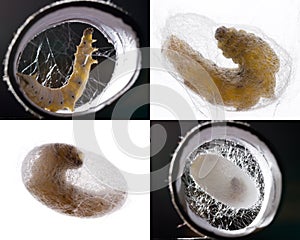 Silkworm pupation collage photo