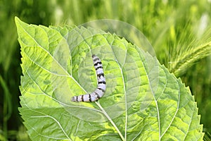Silkworm ringed silk worm on mulberry green leaf