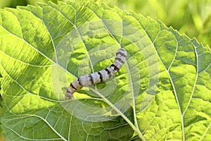 Silkworm ringed silk worm on mulberry green leaf