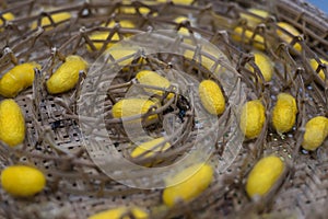 Silkworm to creates a silk cocoon of yellow fibers