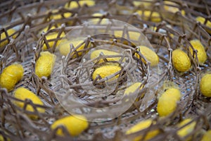 Silkworm to creates a silk cocoon of yellow fibers