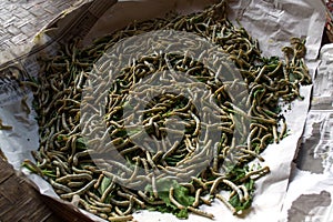 Silkworms