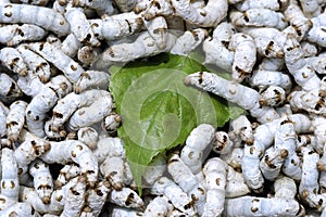 Silkworms