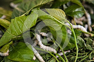 Silkworms