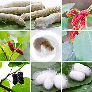 Silkworms collage