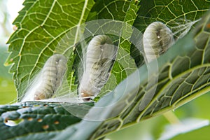 silkworms creating silk cocoons on mulberry leaves