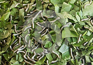 Silkworms eating leaves