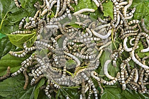 Silkworms eating mulberry leaf closeup
