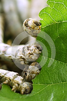Silkworms eating mulberry leaf closeup