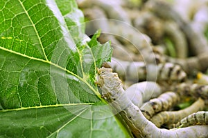 Silkworms eating mulberry leaf closeup