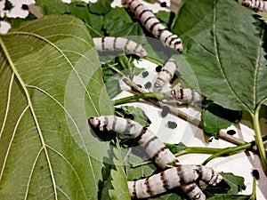 Silkworms eating mulberry leaves