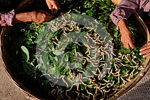 Silkworms eating mulberry leaves on bamboo wooden threshing basket