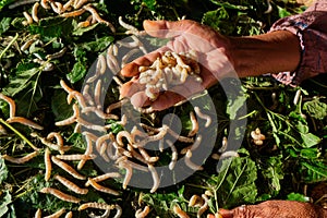 Silkworms eating mulberry leaves on bamboo wooden threshing basket