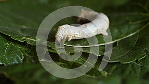 Silkworms are fattened by eating mulberry leaves ready to begin their metamorphosis 2.