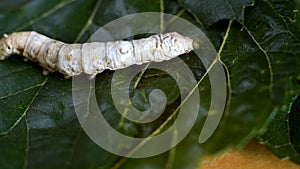 Silkworms are fattened by eating mulberry leaves ready to begin their metamorphosis 2.