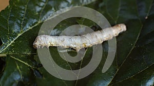Silkworms are fattened by eating mulberry leaves ready to begin their metamorphosis 2.
