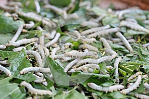 Silkworms on mulberry leaf