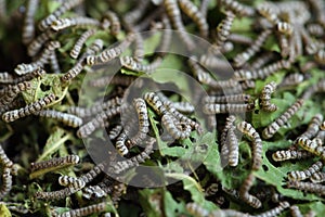 Silkworms with mulberry leaves