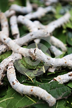 Silkwormï¼ŒBombyx mori Linaeus