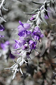 Silky Eremophila photo